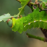 martináč dubový - Antheraea yamamai