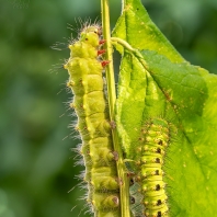 martináč podobný - Saturnia pavoniella