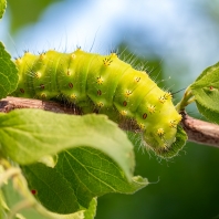 martináč podobný - Saturnia pavoniella