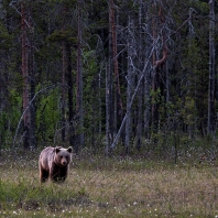 medvěd hnědý - Ursus arctos