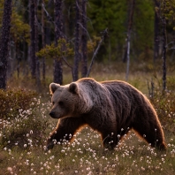 medvěd hnědý - Ursus arctos