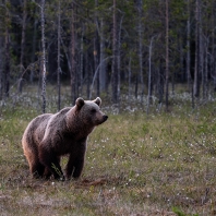 medvěd hnědý - Ursus arctos