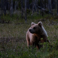 medvěd hnědý - Ursus arctos