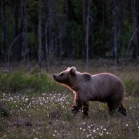 medvěd hnědý - Ursus arctos