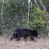 medvěd pyskatý - Melursus ursinus