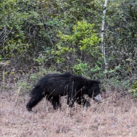 medvěd pyskatý - Melursus ursinus