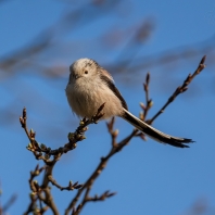 mlynařík dlouhoocasý - Aegithalos caudatus