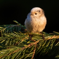 mlynařík dlouhoocasý - Aegithalos caudatus