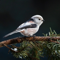 mlynařík dlouhoocasý - Aegithalos caudatus