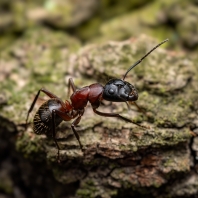 mravenec dřevokaz - Camponotus ligniperdus