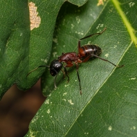 mravenec dřevokaz - Camponotus ligniperdus