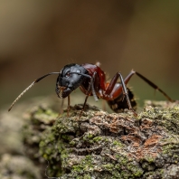 mravenec dřevokaz - Camponotus ligniperdus