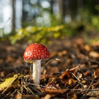 muchomůrka červená - Amanita muscaria