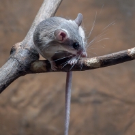 myš kilikijská - Acomys cilicicus