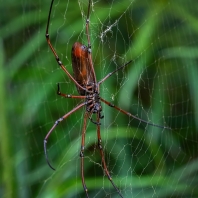 nefila Kuhliova - Nephila kuhlii