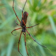 nefila Kuhliova - Nephila kuhlii