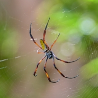 nefila zlatá - Nephila inaurata...