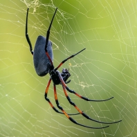 nefila zlatá - Trichonephila inaurata