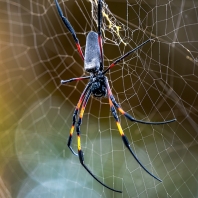 nefila zlatá - Trichonephila inaurata