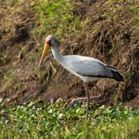 nesyt africký - Mycteria ibis