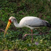 nesyt africký - Mycteria ibis