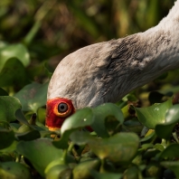 nesyt africký - Mycteria ibis