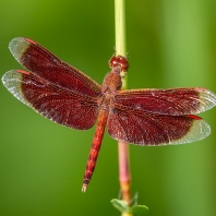 Neurothemis fluctuans