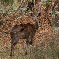 nyala horská - Tragelaphus buxtoni