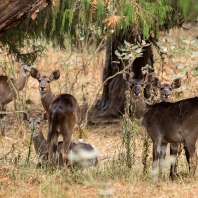 nyala horská - Tragelaphus buxtoni