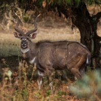 nyala horská - Tragelaphus buxtoni