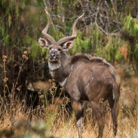 nyala horská - Tragelaphus buxtoni