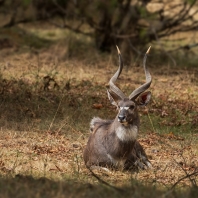 nyala horská - Tragelaphus buxtoni