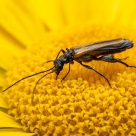 Oedemera femorata