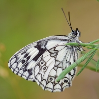 okáč bojínkový - Melanargia galathea