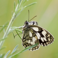 okáč bojínkový - Melanargia galathea