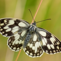 okáč bojínkový - Melanargia galathea