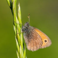 okáč poháňkový - Coenonympha pamphilus