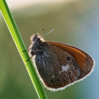 okáč třeslicový - Coenonympha glycerion