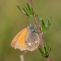 okáč třeslicový - Coenonympha glycerion