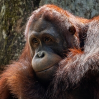 orangutan bornejský - Pongo pygmaeus