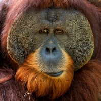 orangutan bornejský - Pongo pygmaeus