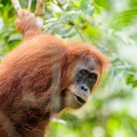 orangutan sumaterský - Pongo abelii