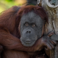 orangutan sumaterský - Pongo abelii