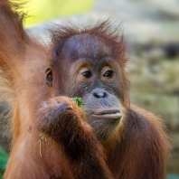 orangutan sumaterský - Pongo abelii