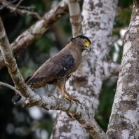 orlík chocholatý - Spilornis cheela