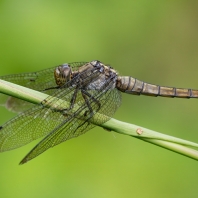 Orthetrum testaceum