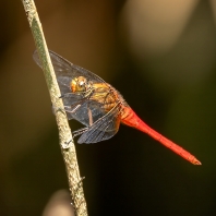 Orthetrum testaceum