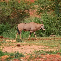 oryx beisa - Oryx gazella beisa