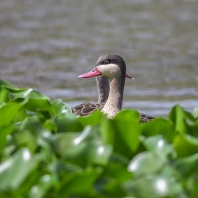 ostralka rudozobá - Anas erythrorhyncha