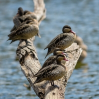 ostralka rudozobá - Anas erythrorhyncha